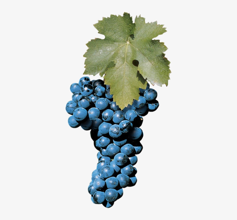 Aglianico - Aglianico Grape, transparent png