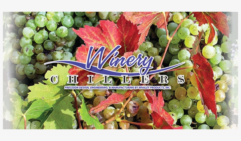 Grape, transparent png