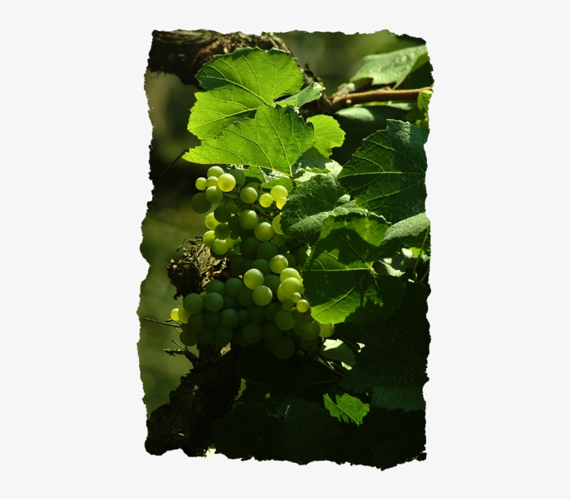 Organic Grapes - Seedless Fruit, transparent png