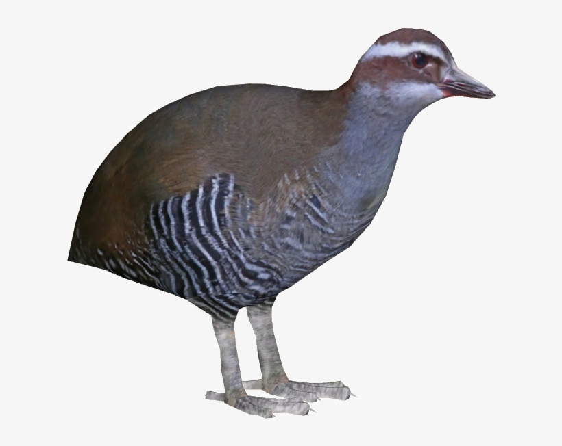 Guam Rail Ii - Rail Bird Png, transparent png