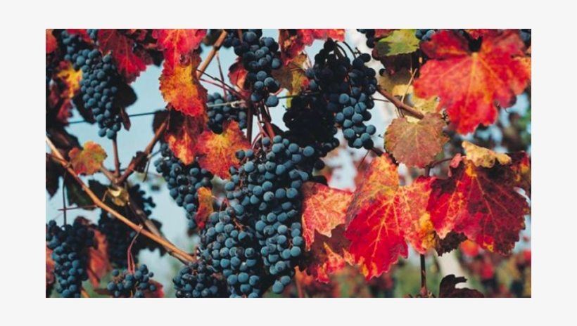 Blackhawk Winery And Vineyard - Blackhawk Winery, transparent png