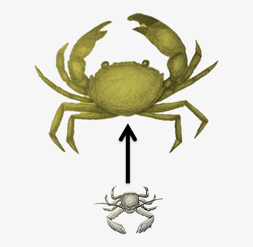 Broadly, My Research Program Aims To Understand How - Freshwater Crab, transparent png