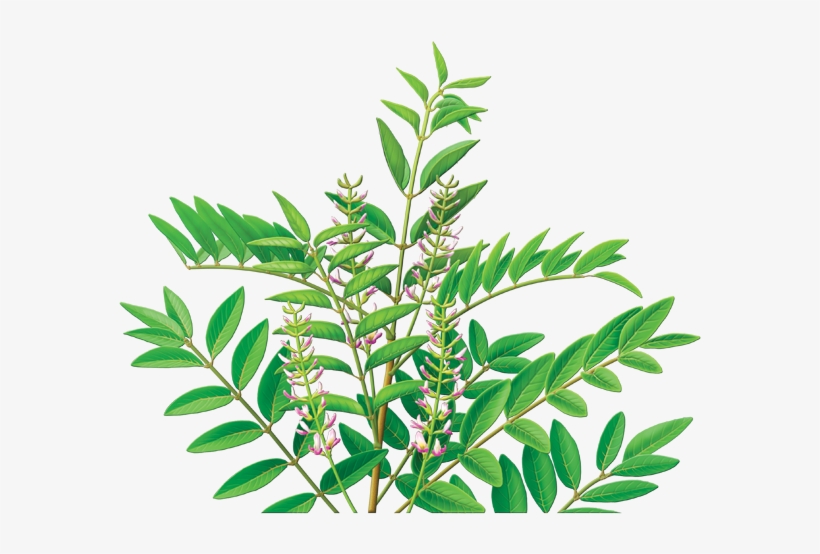 Alvita Licorice Root - Alvita Licorice Root Tea - 24 Bags, transparent png