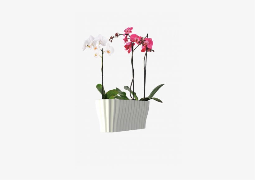 Plastia Truhlík Triola, transparent png