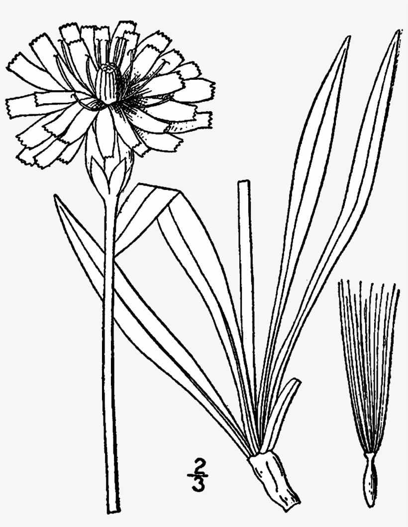 Agoseris Glauca Drawing - Plant In Mountain Drawing, transparent png