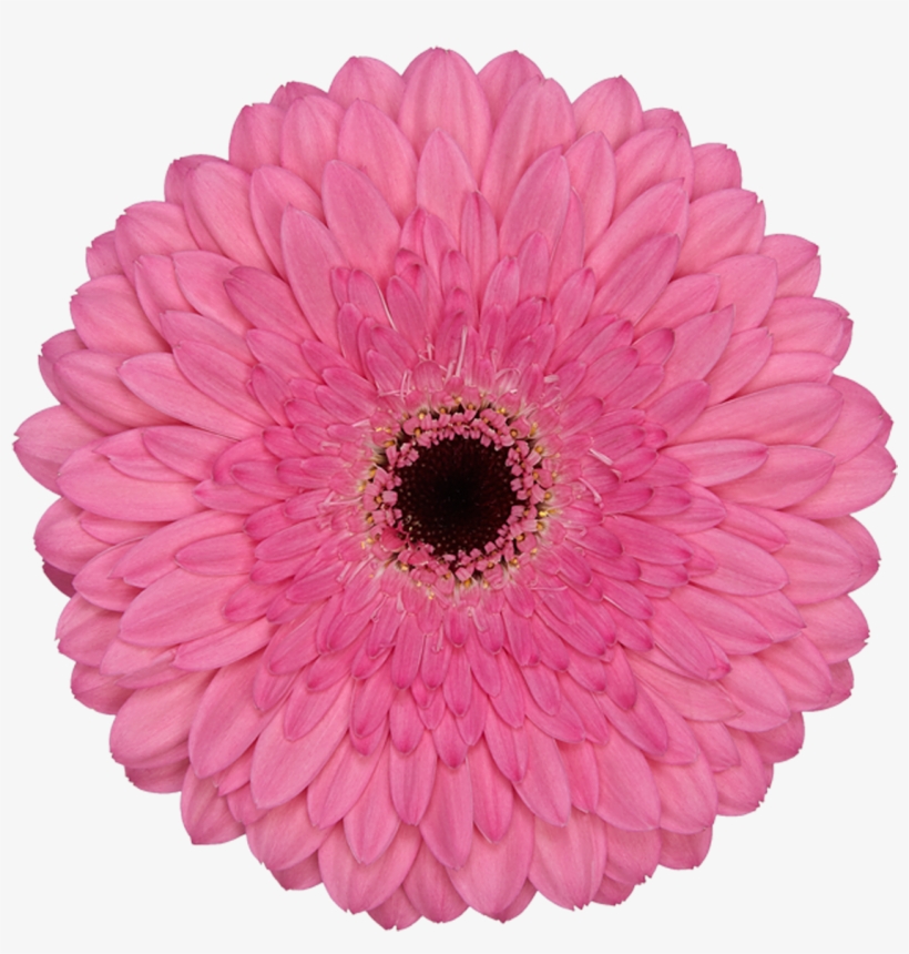 Glamour - Big Fat Indian Wedding Logo, transparent png