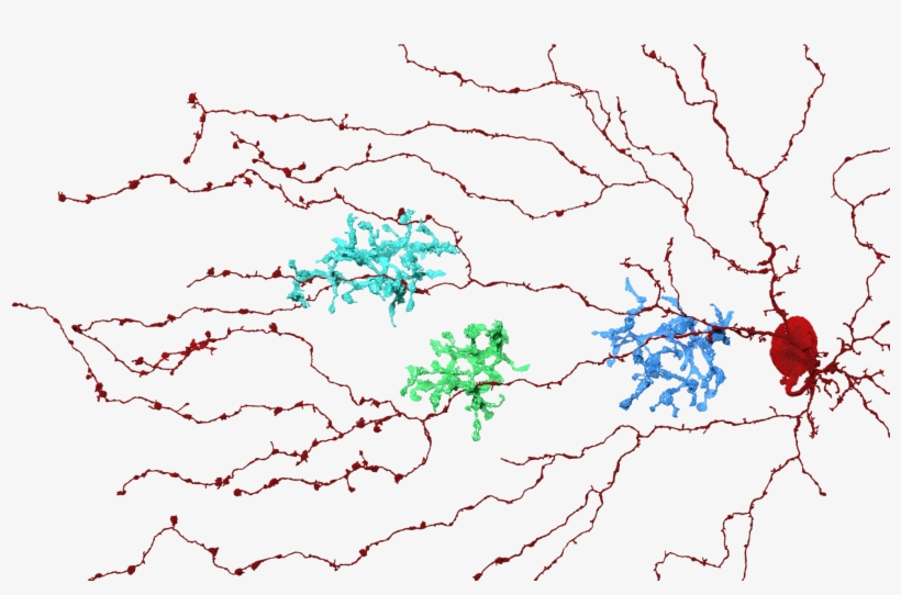 Starburst Neuron Branches And Three Bipolar Cells (blue - Bipolar Science, transparent png