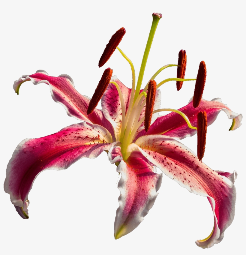Open Orchid - Lírio Png, transparent png