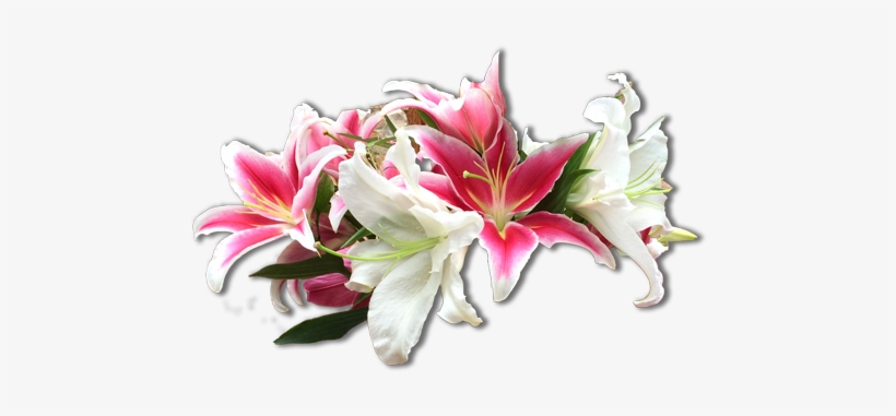 Flowers - Stargazer Lily, transparent png