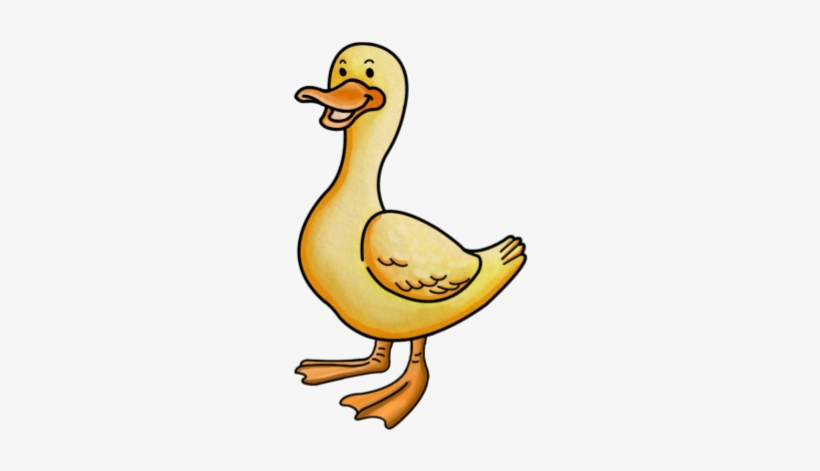 Duck [image] - Duck, transparent png
