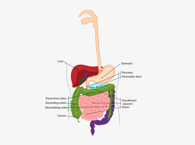 Small - Difference Between Esophagus And Oesophagus, transparent png