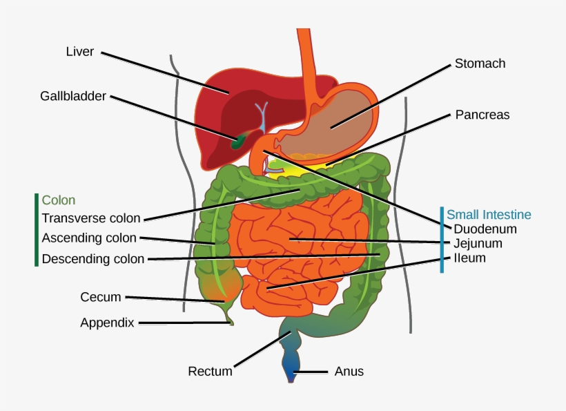 Media/image8 - Difference Between Esophagus And Oesophagus, transparent png