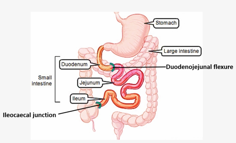 Parts Of Small Intestine - Coils Of Jejunum, transparent png