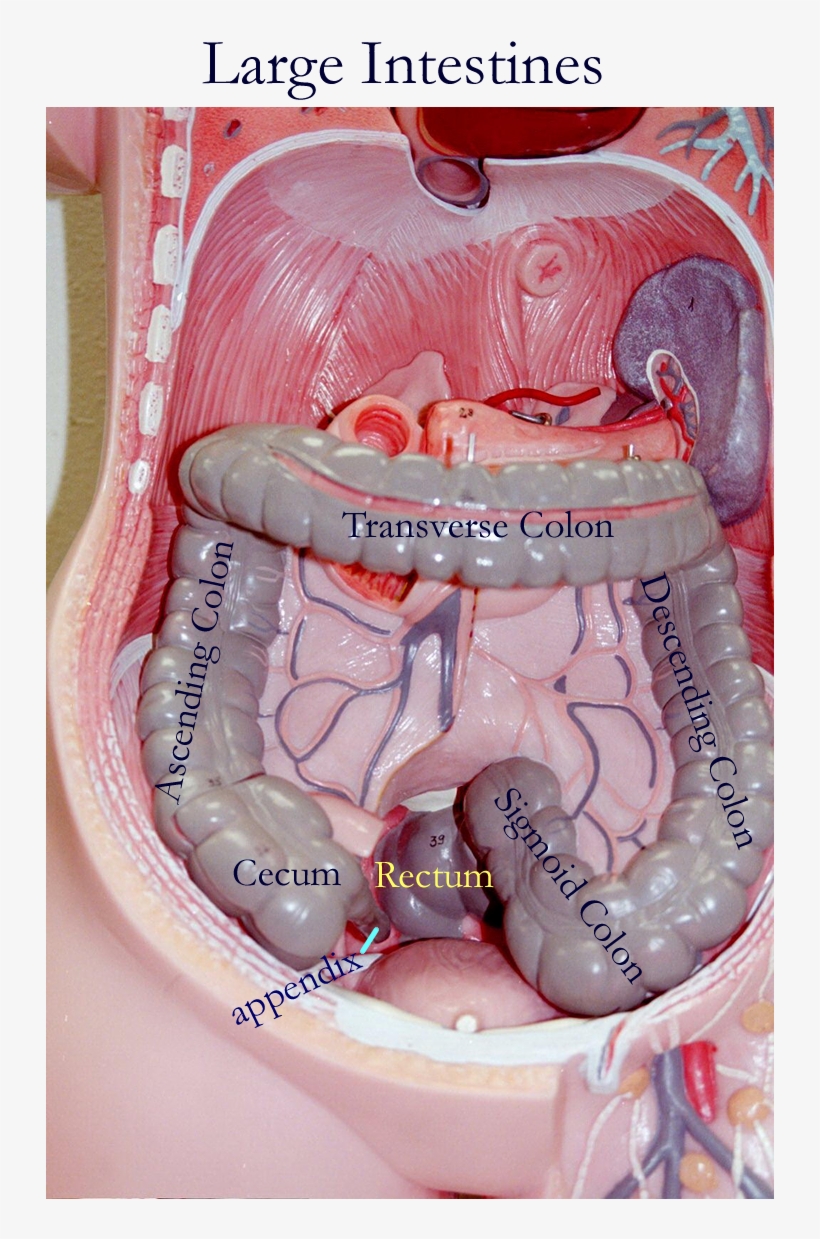 Large Intestine Torso Model, transparent png
