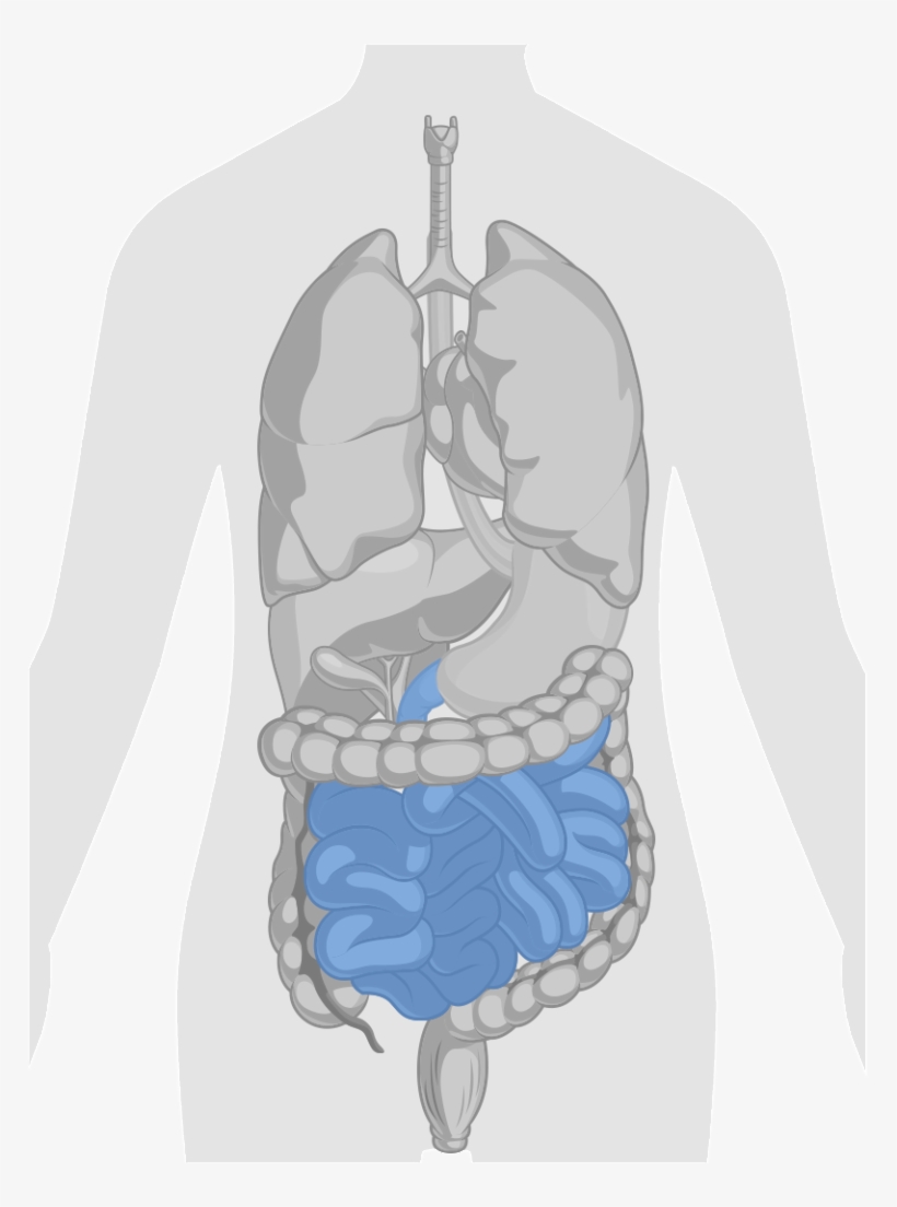 Gi Tract Small Intestine - Cuerpo Humano Corazon, transparent png