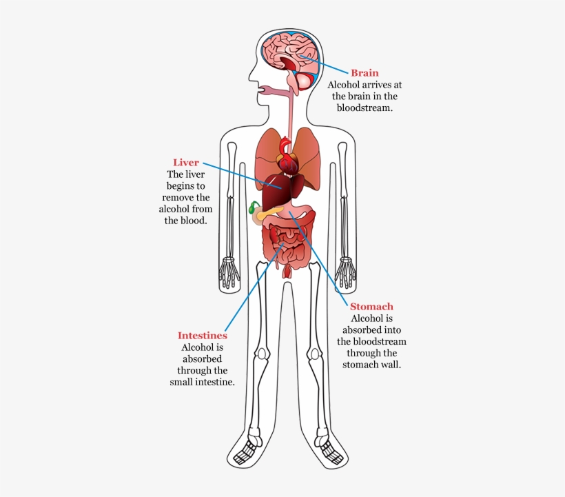 How Alcohol Deals With The Body - Alcohol Enters The Body, transparent png