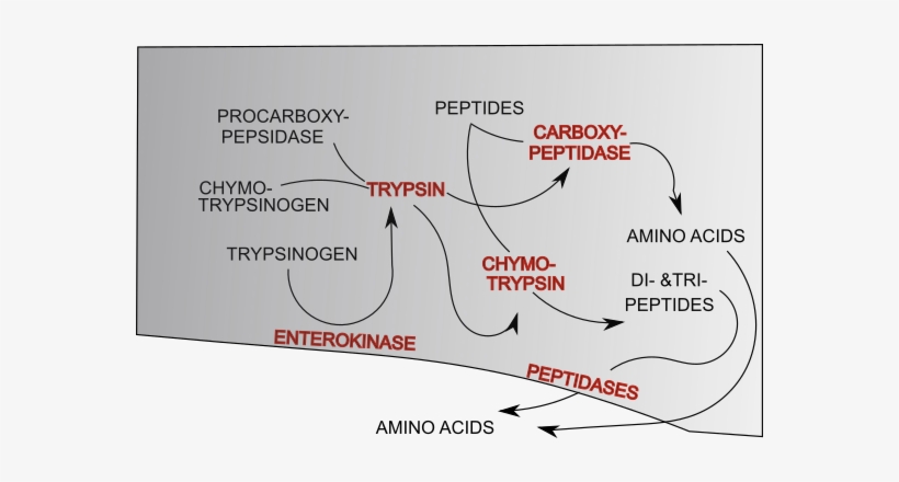 Protein Digestion In The Small Intestine - Protein Digestion In Small Intestine, transparent png