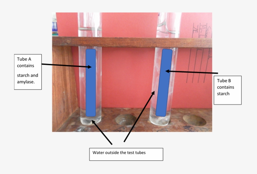 Modelling The Small Intestine Using Visking Tubing - Floor, transparent png