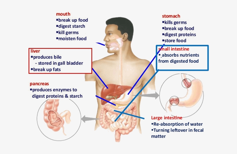 Image Shows Small Intestine Absorbs Digested Food Digestive System Of
