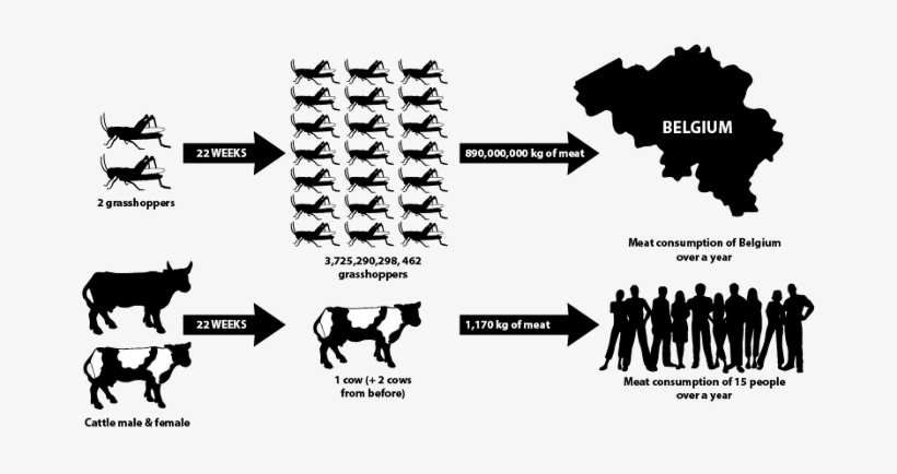 Edible Insects For Food, Feed And Food Security - Insects As Food And Feed, transparent png