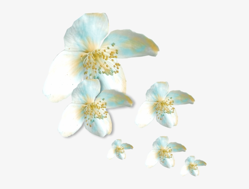Flower, transparent png