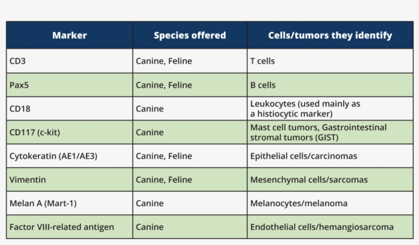 The Ihc Stains We Currently Offer Are Listed Below - Ihc Markers, transparent png