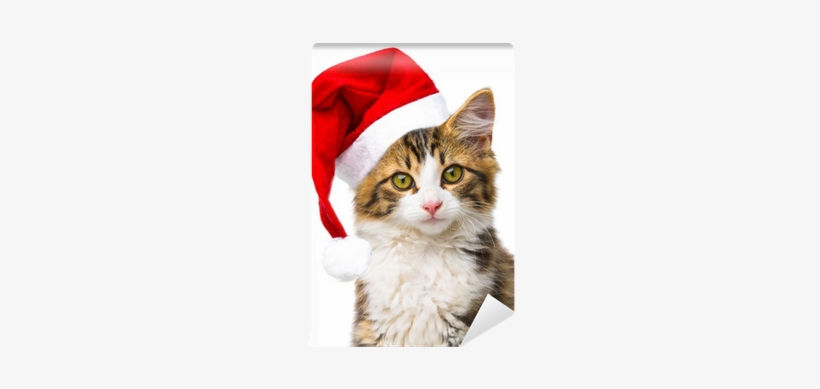 Cute Little Long Haired Maine Cat With Santa Cap Wall - Tabby Cat, transparent png