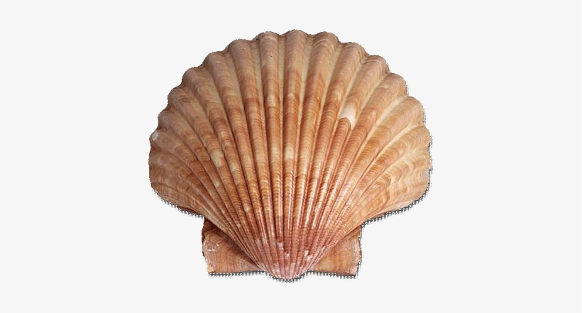 Crystal River Scallop Tours - Scallop Shell, transparent png