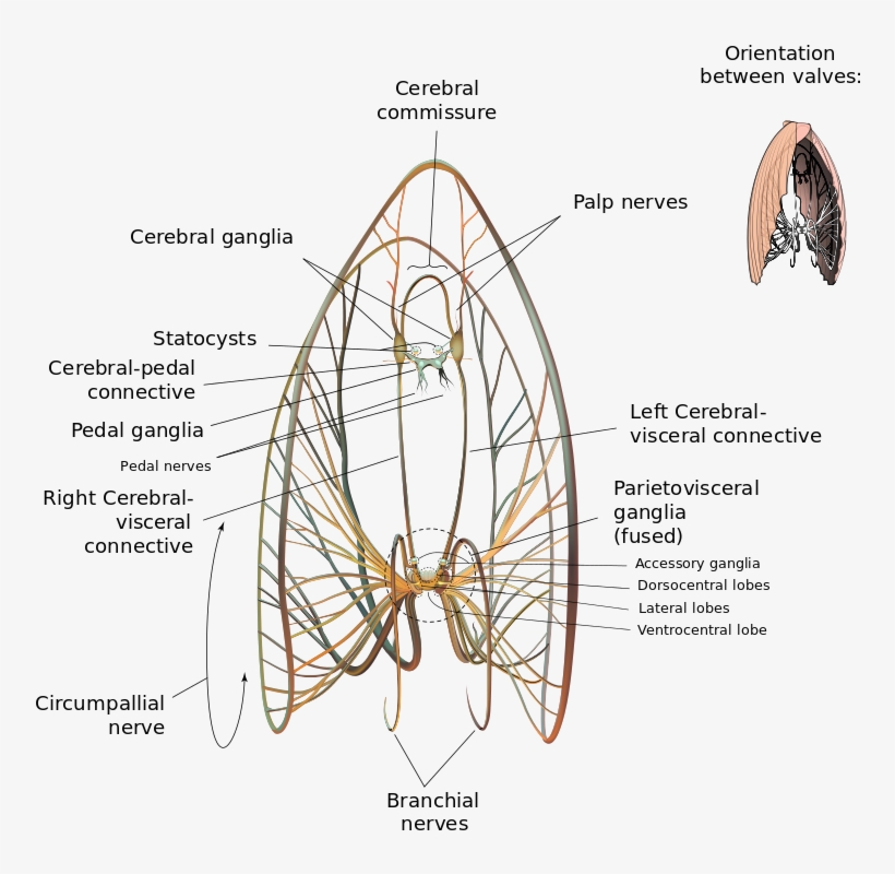 Scallop Neurological Diagram - Nervous System Of Tilapia, transparent png