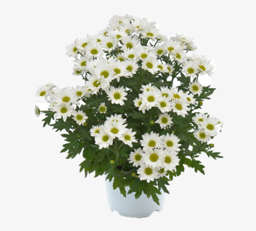 Pico Helado - Flower Bouquet, transparent png