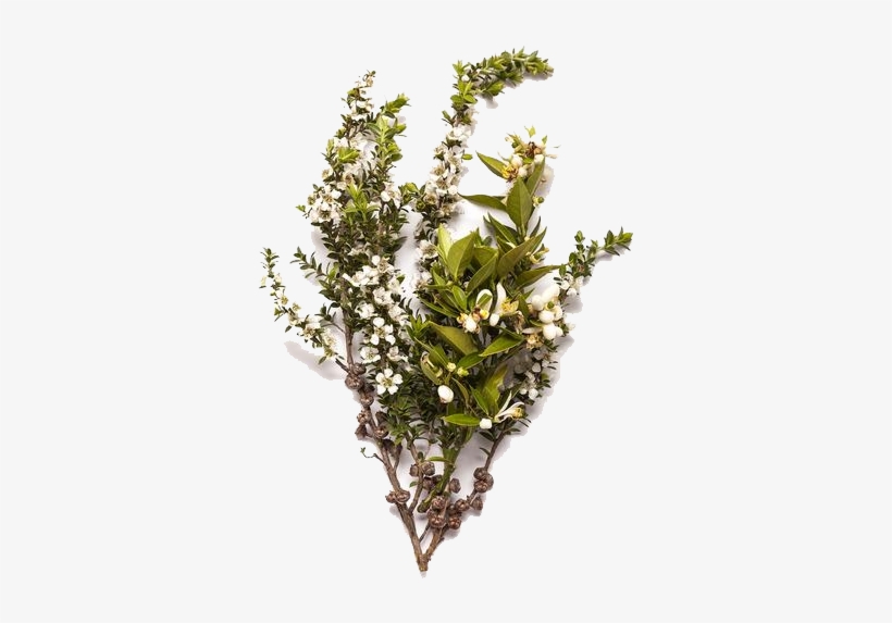 Lemon Tea Tree, transparent png