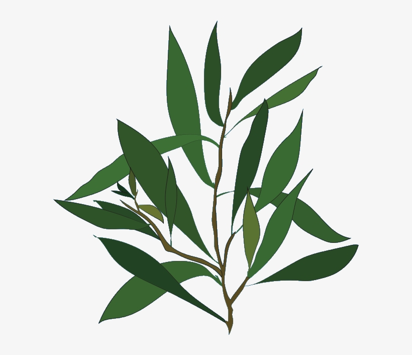 Teatree, transparent png