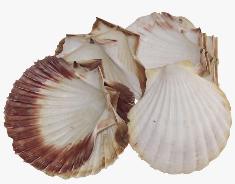 Natural Sea Scallop Shells For Baking Large Set Of - Cockle, transparent png