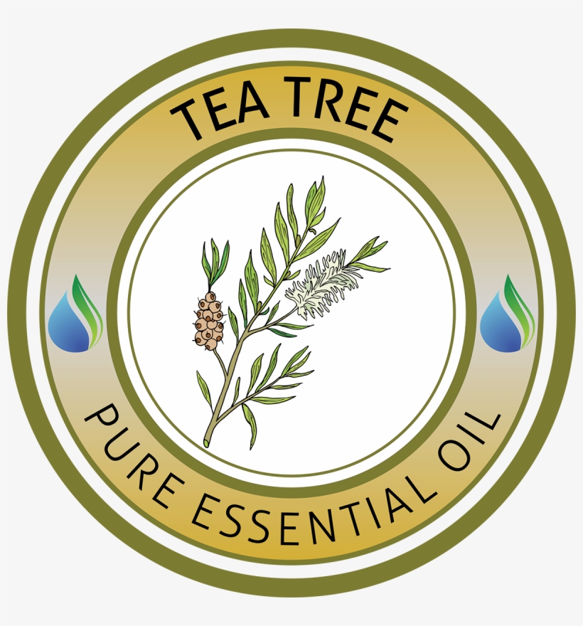 Tea Tree Essential Oil - Assemblée De Dieu Madagascar, transparent png