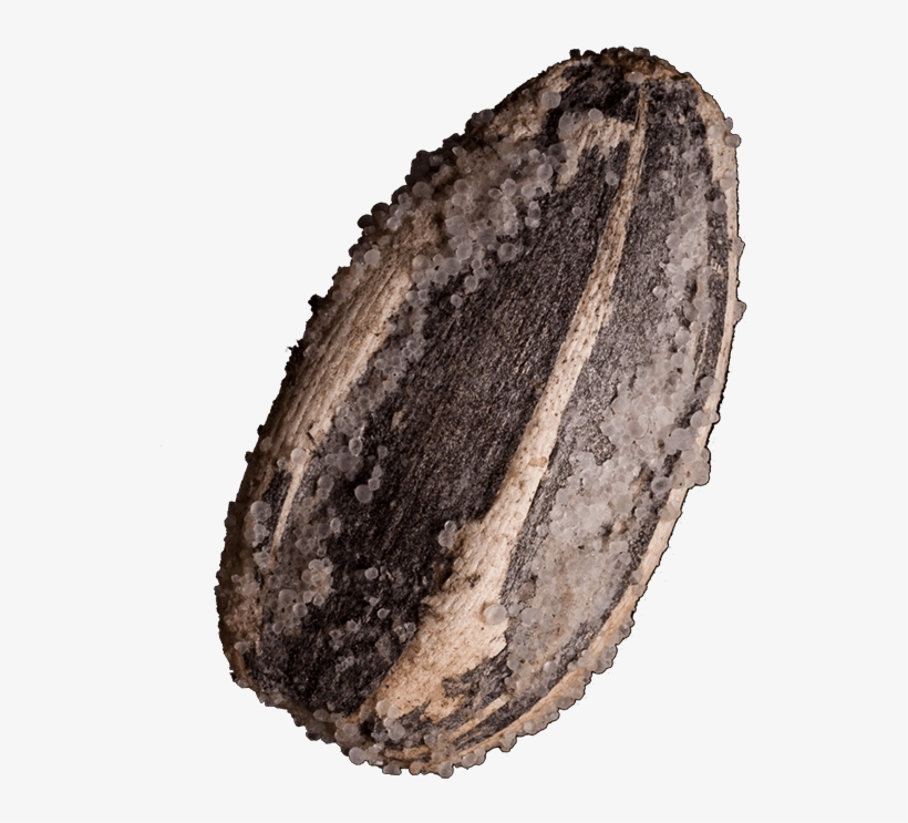 Sunflower Seeds - Pipa De Comer Png, transparent png