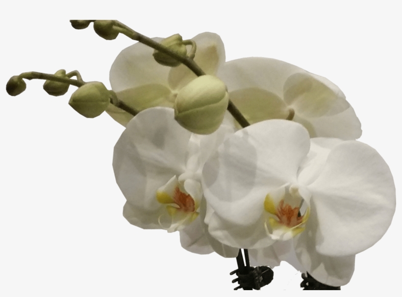 Seasonal Bouquet Flower Delivery Sydney Wedding Bouquet - Flower, transparent png