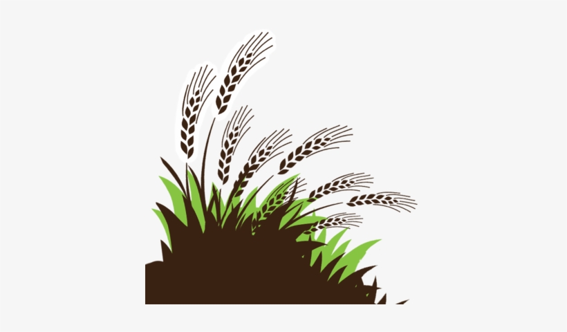 About Diatomaceousearth - Com - Americanchurch 981461 Offering Envelope My Tithe Wheat, transparent png