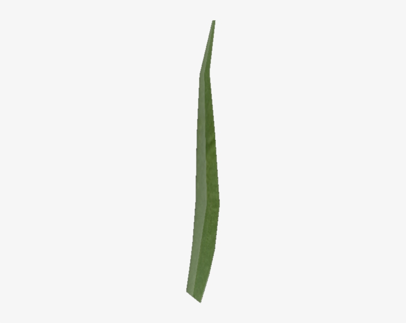 Once I Had A Clump I Duplicated It To Have A Lawn, - Grass, transparent png