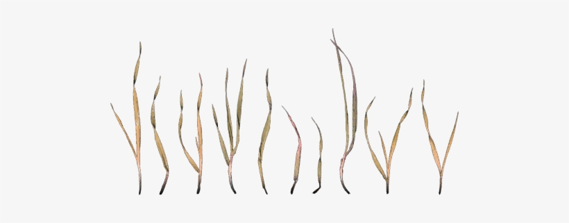 Grass - Grasses, transparent png