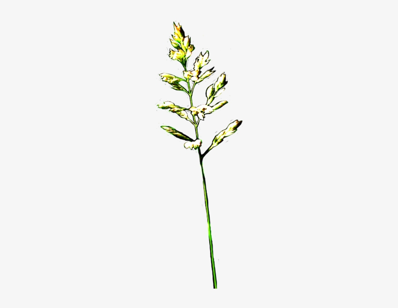 Grass With Flowers Clipart - Polystachya, transparent png