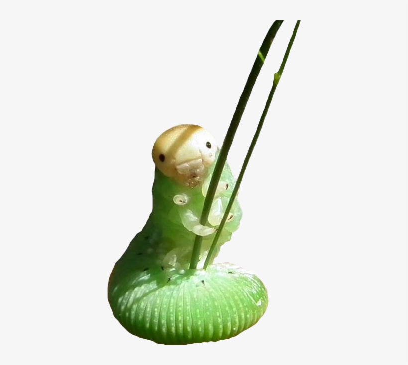 Download Original - Caterpillar Holding Grass, transparent png