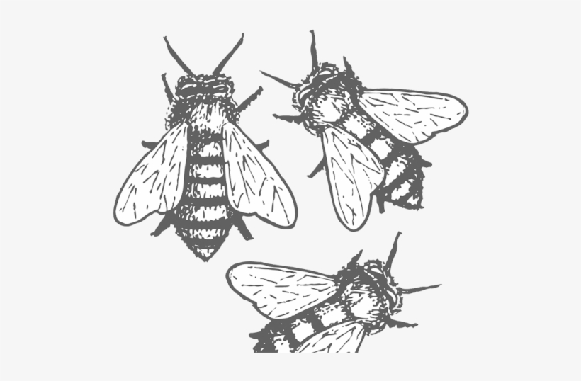 Halfway Down The Garden Path, I Hear The Lone Buzz - Illustration, transparent png