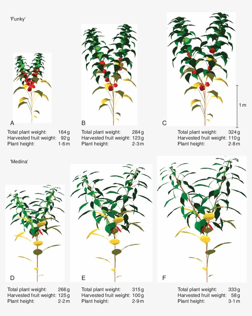 Ripped Fruit, Growing Fruit And Dead Leaves Are Characterized, transparent png