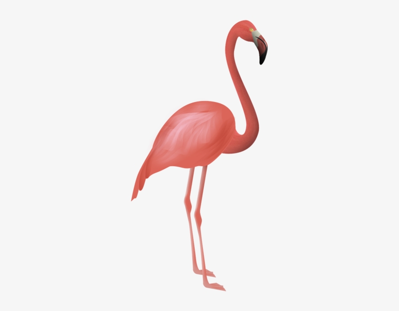Flamenco - Flamenco Png, transparent png