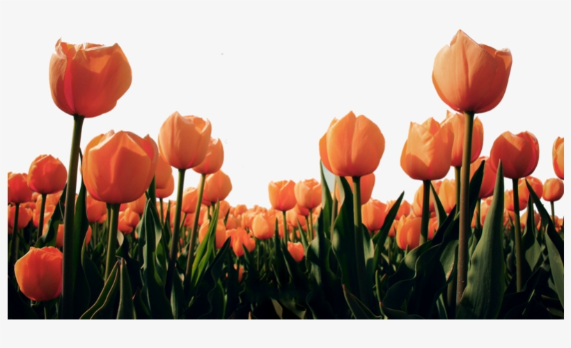 Tulipee-2 - Look For The Miracle In All Things, transparent png