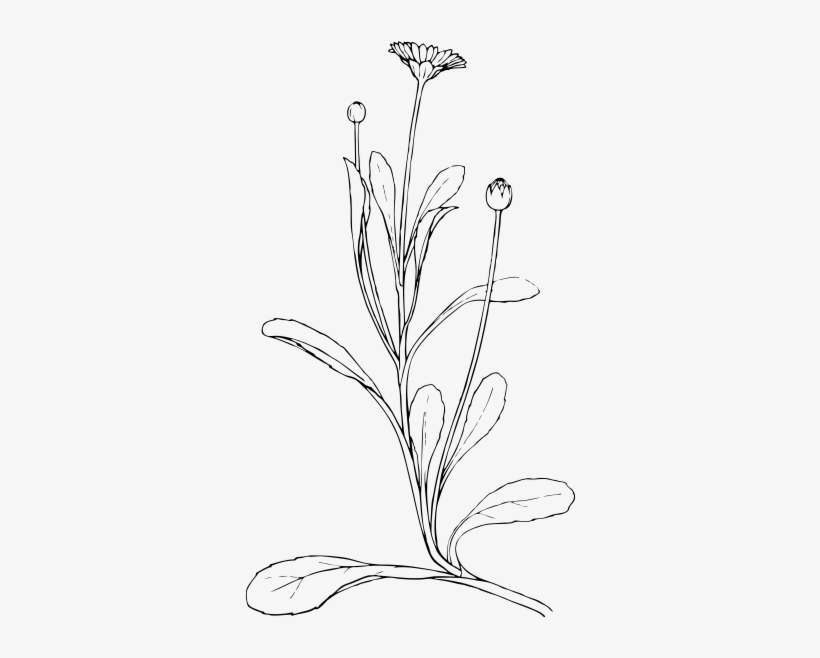 Field Daisy Clipart Png For Web - Plant Drawing Png, transparent png