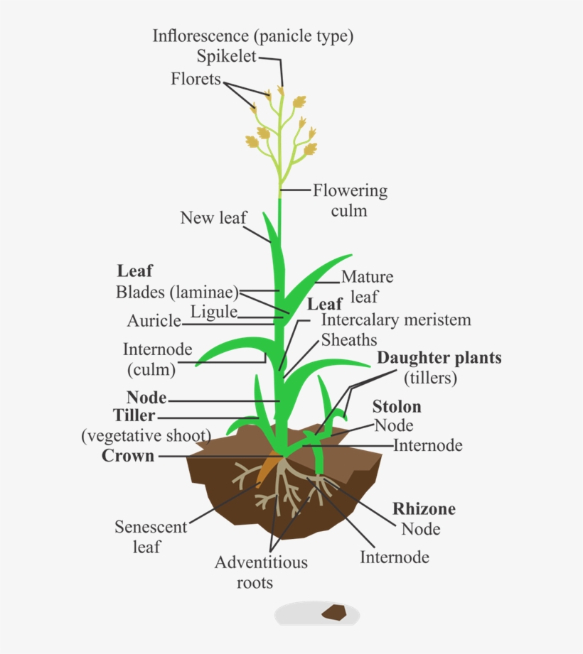 D - \24 - 10 - 2016\jayesh\1 - Portable Network Graphics, transparent png