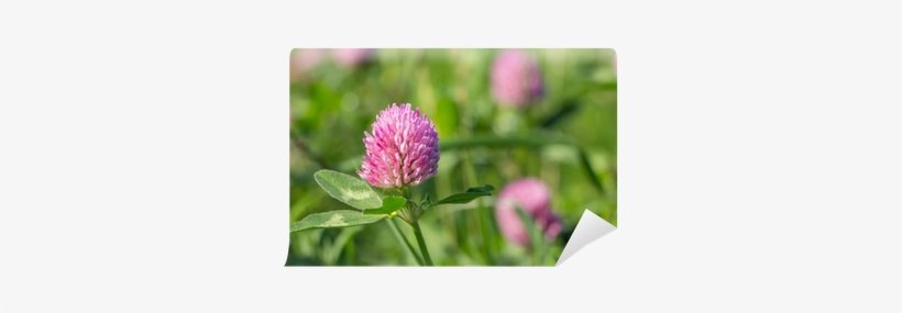 Clover, transparent png