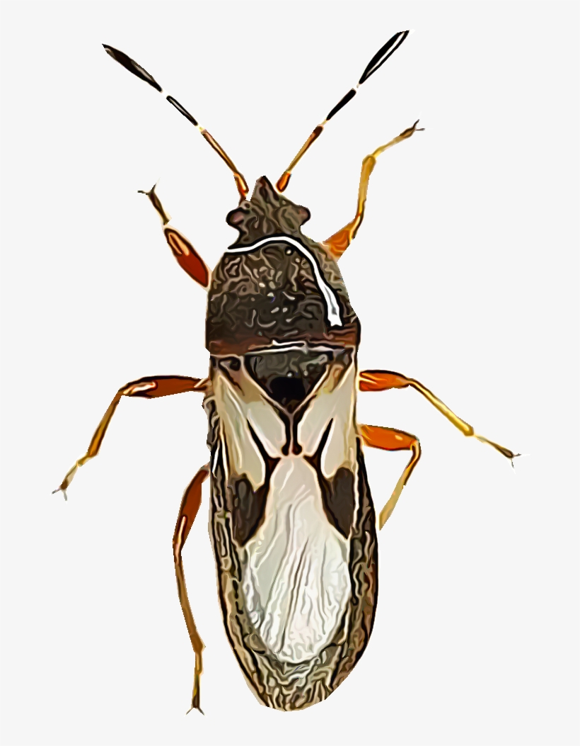 Chinch Bugs Are Major Pests Of Turf Grasses - Chinch Bug, transparent png