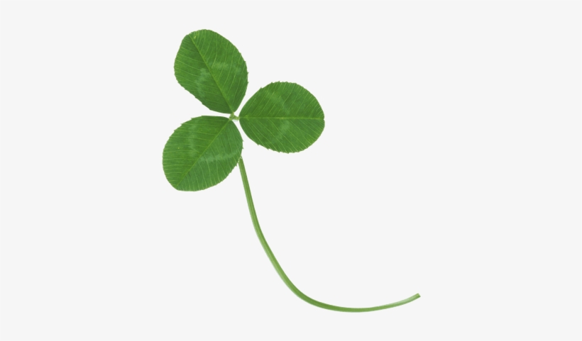 Clover Three Dark - Real Clover Transparent Background, transparent png
